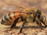 Пчела от артрита