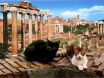 Общежитие римских кошек