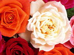 Розы - одни из лучших цветов для подарка своим близким!