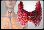Щитовидная железа нуждается в заботе