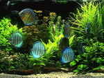 Светокультура аквариумных растений
