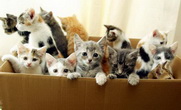 Всемирный день кошек: как относятся к домашним любимцам в разных странах мира