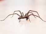 Как естественным образом изгнать пауков из вашего дома