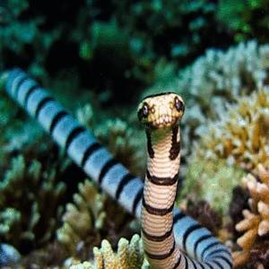 Морская змея-один укус приведет к смерти