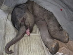 Будучи отвергнутым матерью, новорожденный слонёнок проплакал 5 часов