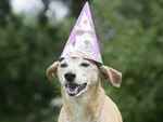 Старейший пес мира отметил день рождения