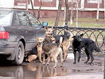 Стаи собак на улицах города: проблема не решается