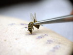 Пчела лечит сердце и сосуды. Апитерапия. 