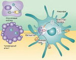 Уровень иммунитета: как его определить? 